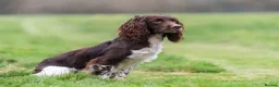 English Springer Spaniel dogs for stud: Fully health tested stud, Pippenmoor Red Flame - Advert 1