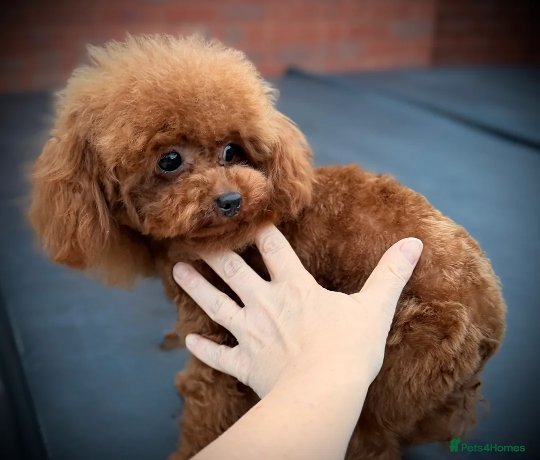 Toy Poodle dogs for stud: 🍒 Imported Tiny Red Asian Toy Poodle for Stud 🍒 - Advert 7
