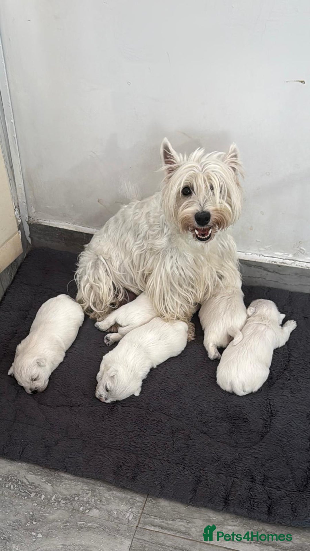 West Highland Terrier dogs for sale: West White Terrier  - Image 10