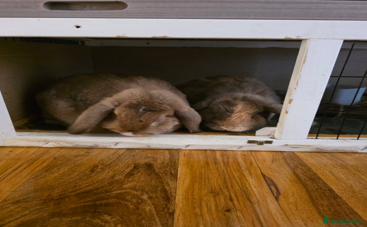 Mini Lop rabbits - Advert 6