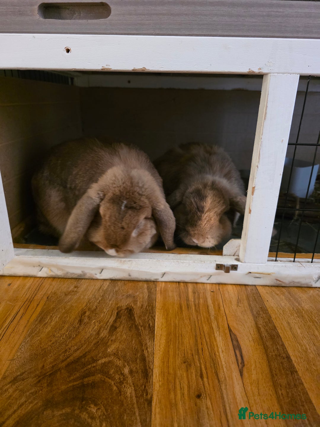 Mini Lop rabbits for sale: Two female bunnies - Image 1