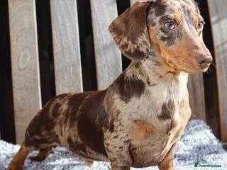 Miniature Dachshund dogs Extensively Health Tested KC REG Mini Dachshund in Littleborough - Advert 16