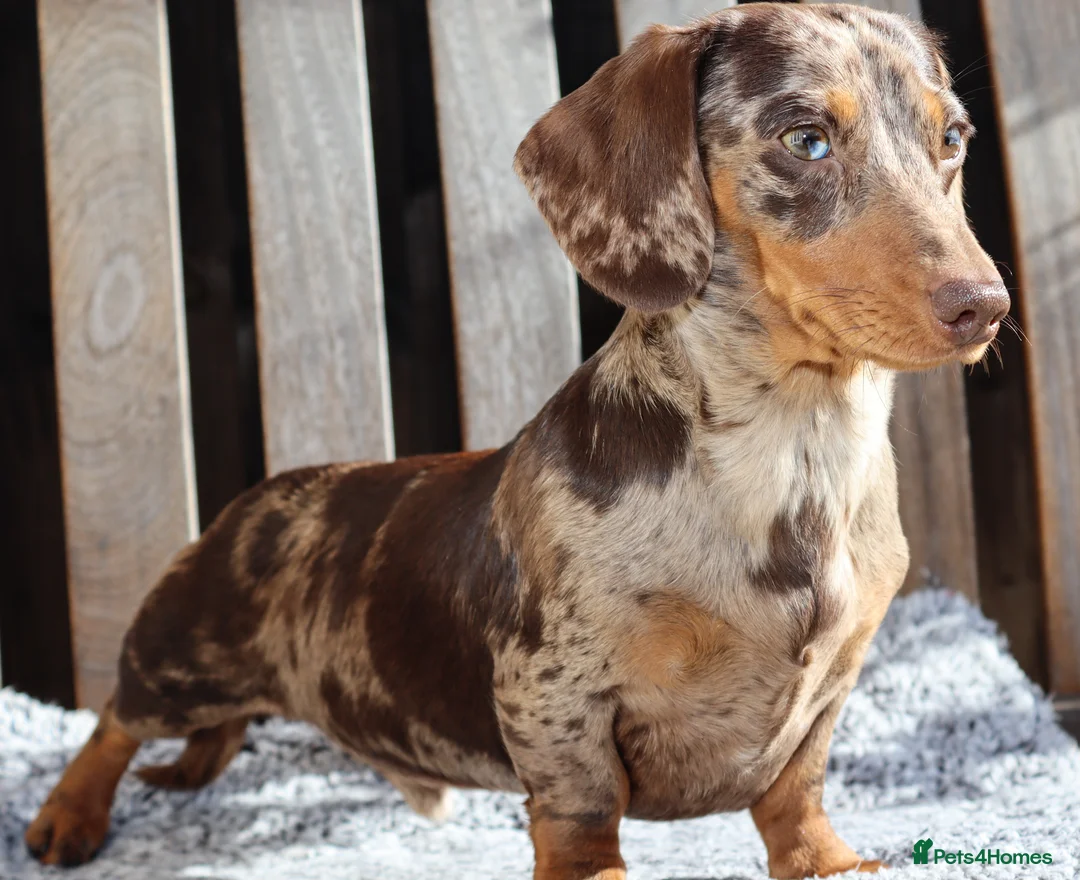 Miniature Dachshund dogs for stud: Extensively Health Tested KC REG Mini Dachshund in Littleborough - Advert 2