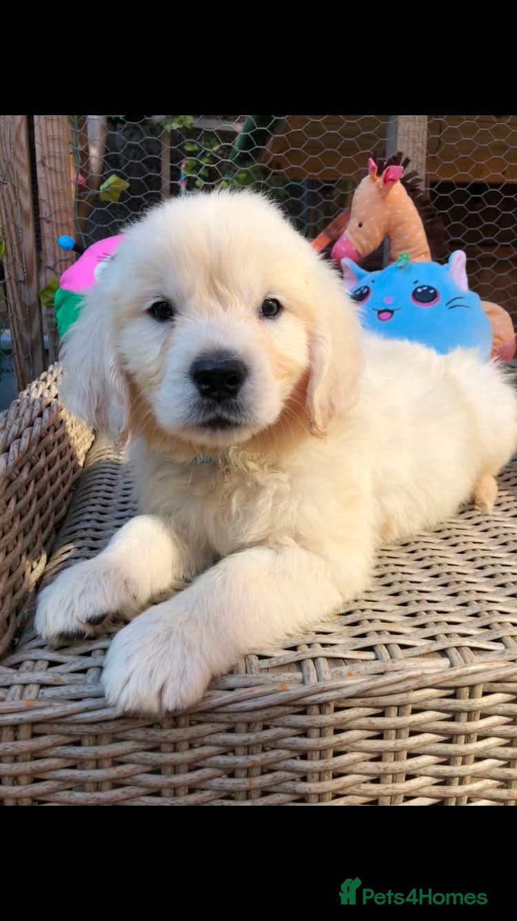 Golden Retriever dogs Beautiful golden retriever puppies  - Advert 8