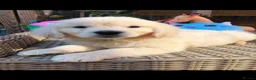 Golden Retriever dogs for sale: Beautiful golden retriever puppies  - Advert 1