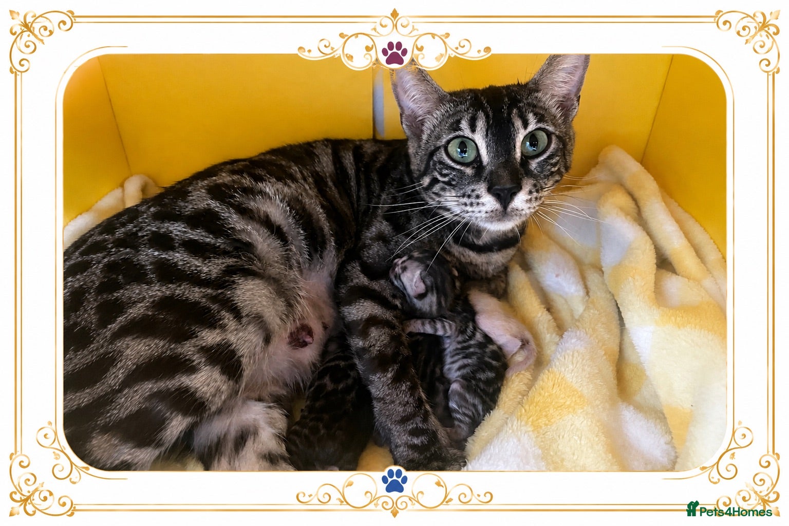 Bengal cats TICA Registered Bengal Kittens - Advert 16