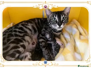 Bengal cats TICA Registered Bengal Kittens - Advert 1