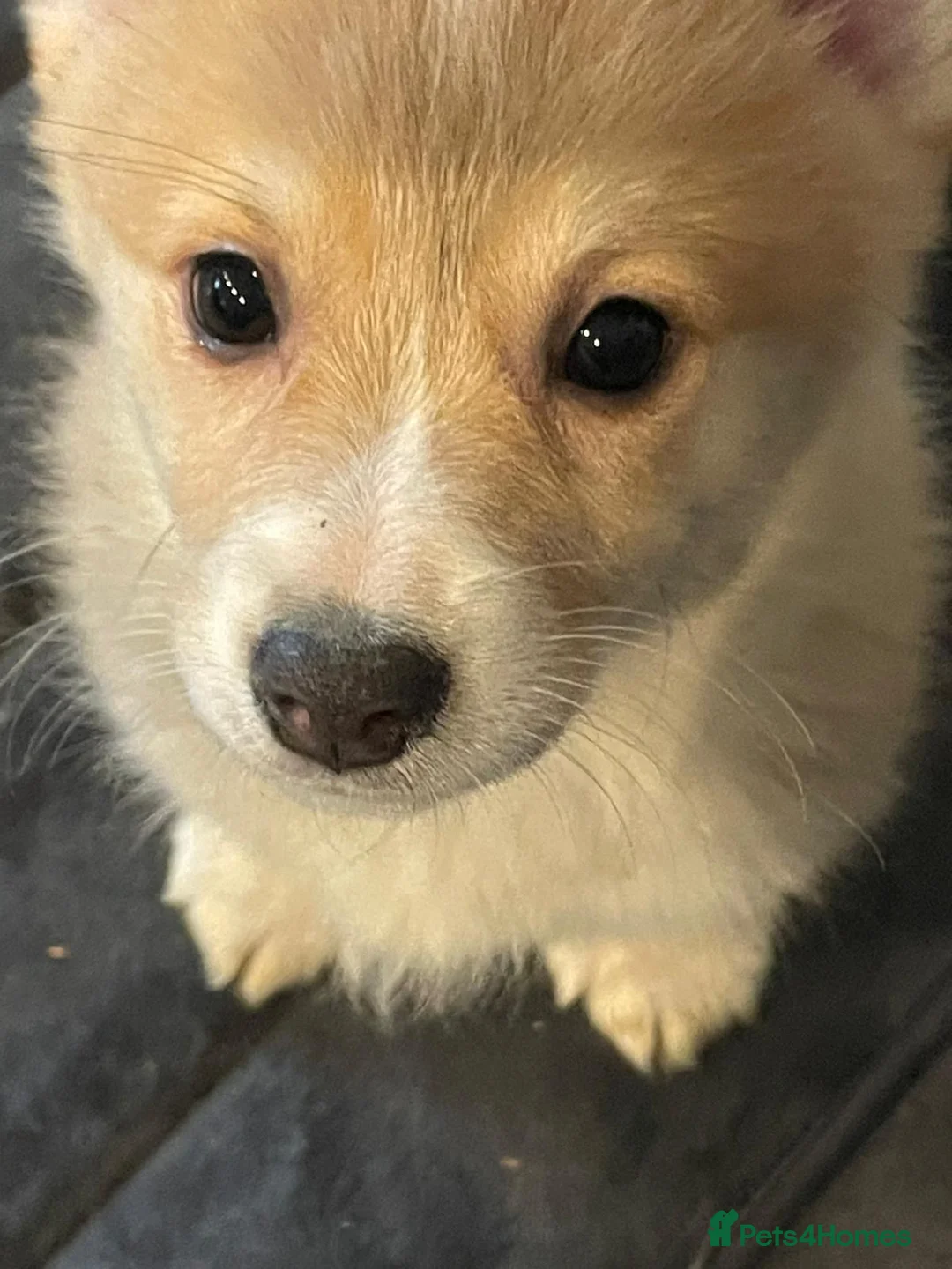 Welsh Corgi Pembroke dogs for sale: KC Registered Pembrokeshire Corgi Puppies - Advert 2