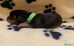 Jack Russell dogs for sale: Jack Russell Puppies  - Image 29