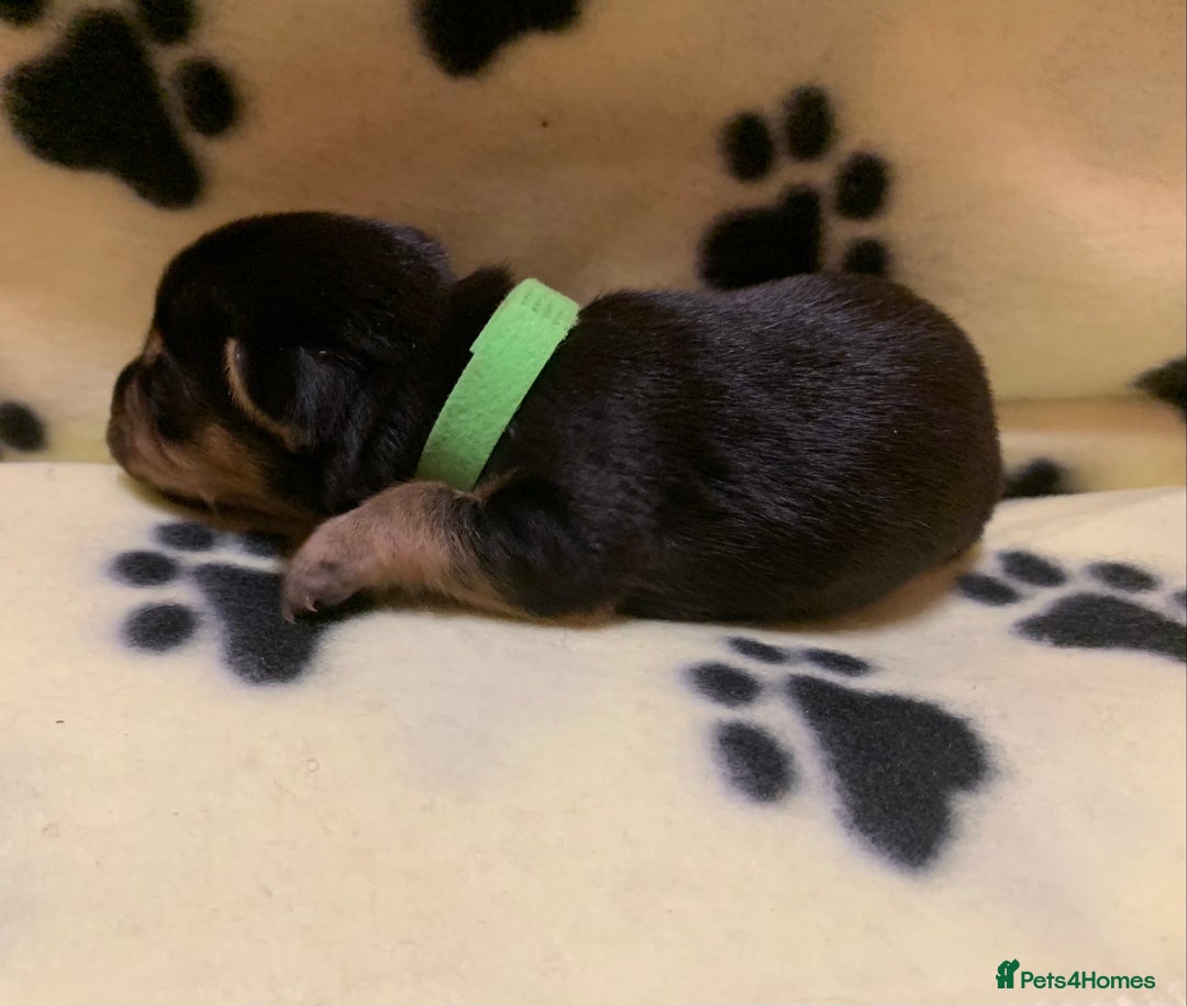 Jack Russell dogs for sale: Jack Russell Puppies  - Image 29
