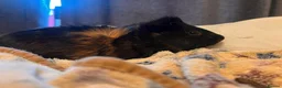 Guinea Pig rodents for sale: 3 piggy’s for sale in Matlock - Advert 3