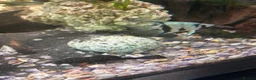 Plecos fish for sale: Normal and albino bristle nose pleco  - Advert 2