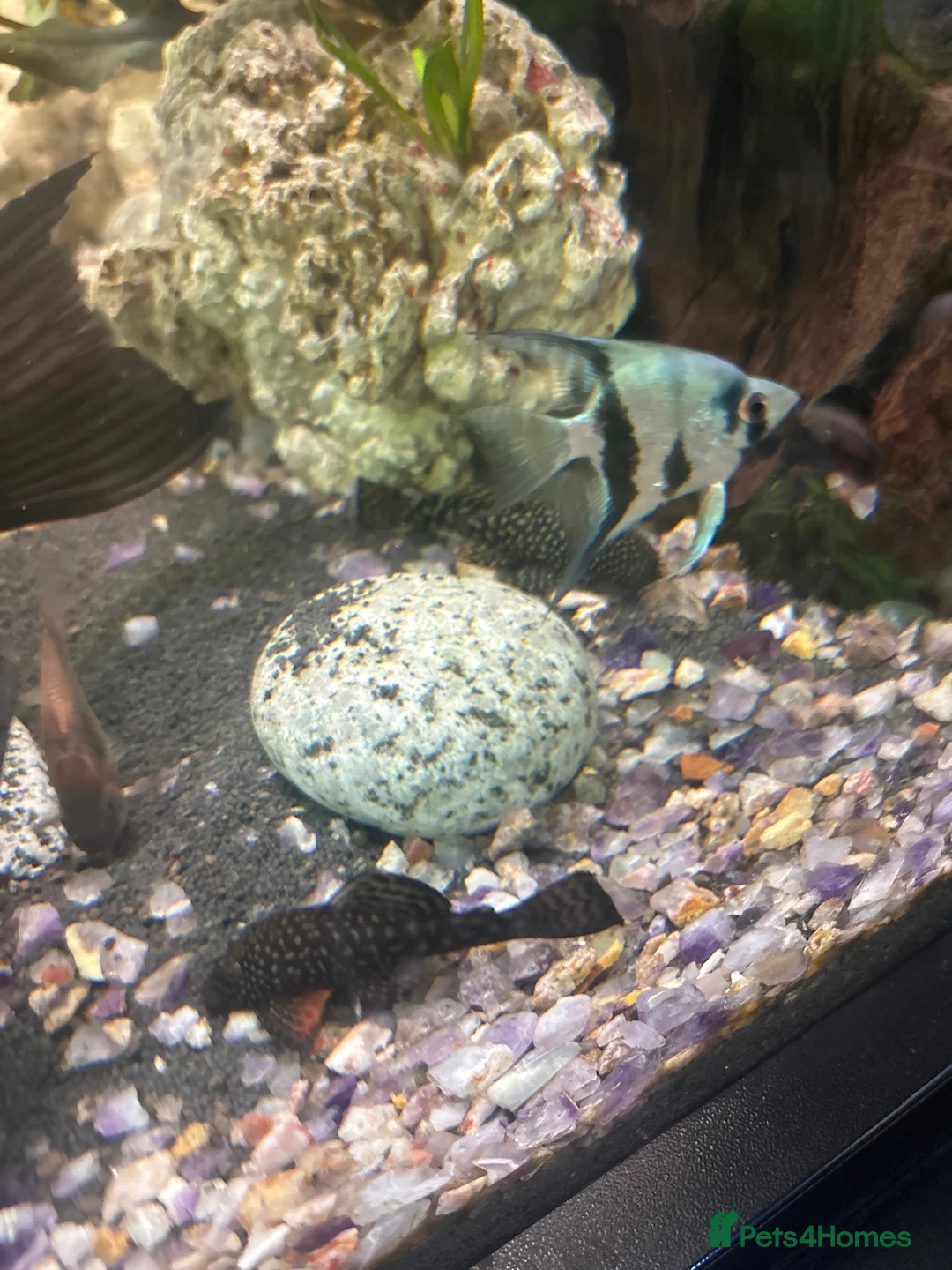 Plecos fish for sale: Normal and albino bristle nose pleco  - Advert 2