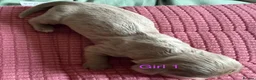 Miniature Dachshund dogs for sale: Four Beautiful Miniature Dachshund Puppies - Advert 31