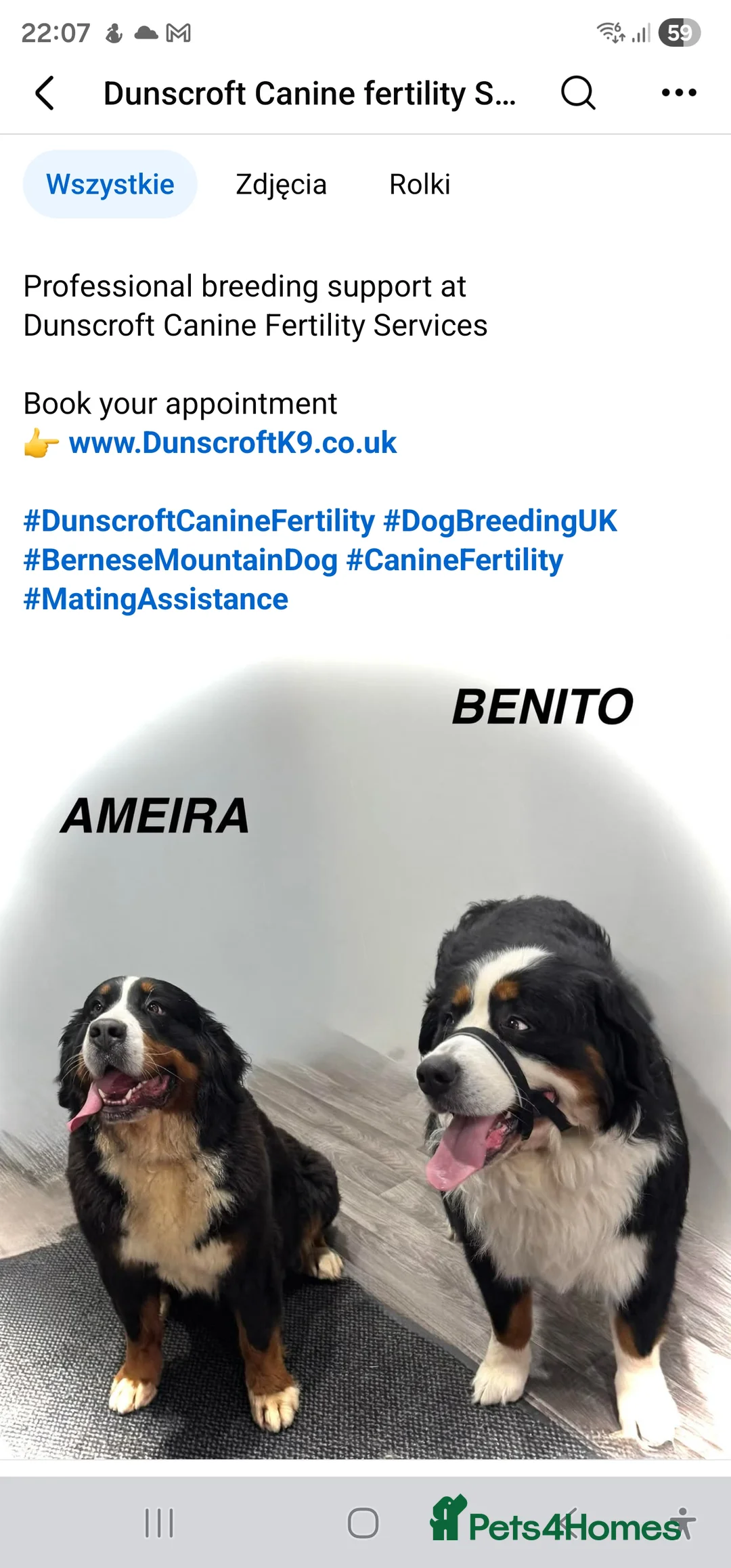 Bernese Mountain Dog dogs for stud: Bernese Mountain Dog stud service available - Advert 2
