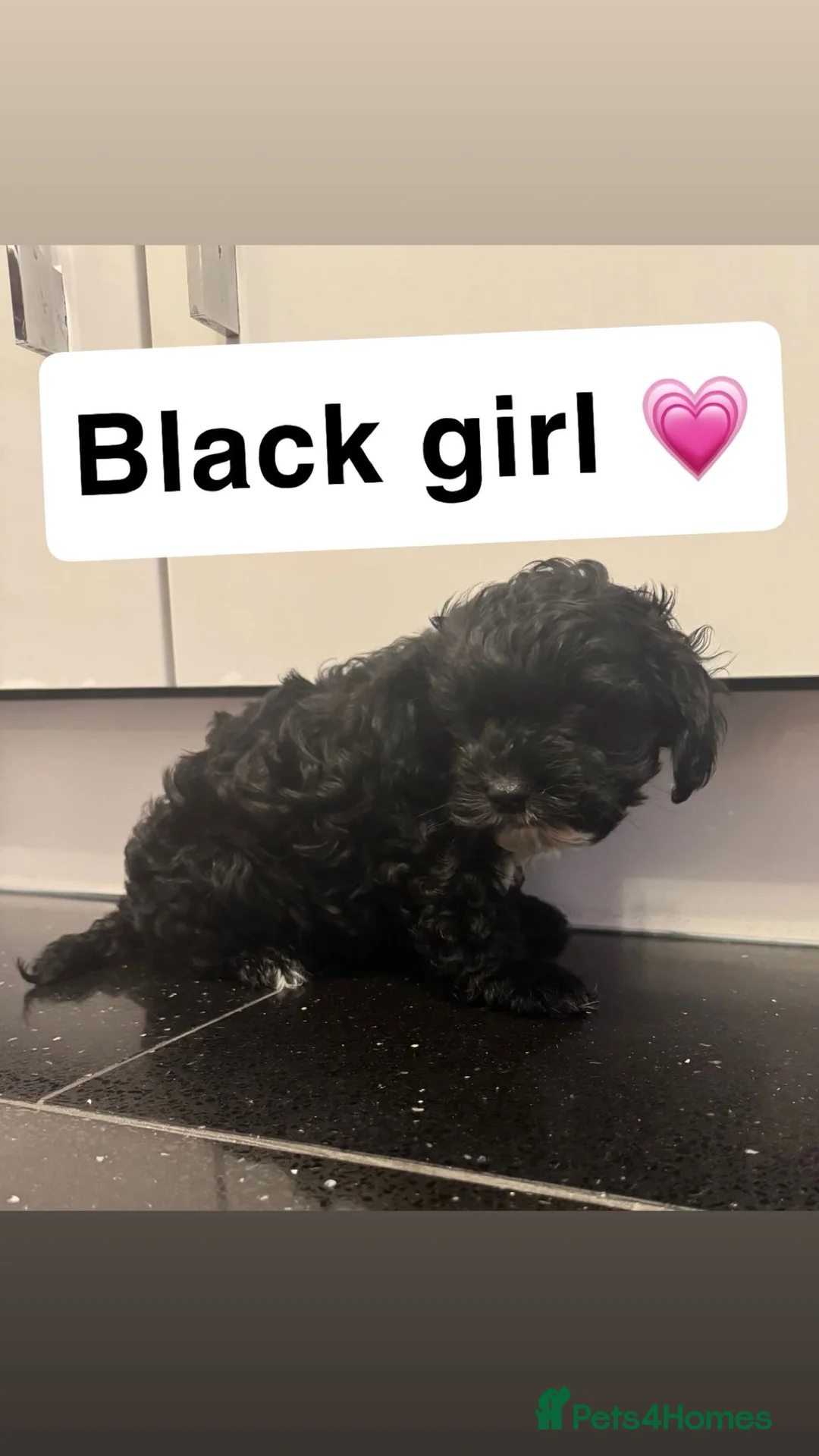 Cockapoo dogs for sale: Stunning cockapoo puppies  in Ashford - Advert 2