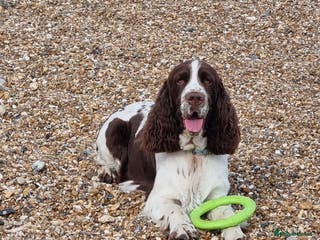 English Springer Spaniel dogs English Springer spaniel for stud in Sidcup - Advert 3