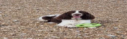 English Springer Spaniel dogs for stud: English Springer  spaniel for stud in Sidcup - Advert 1