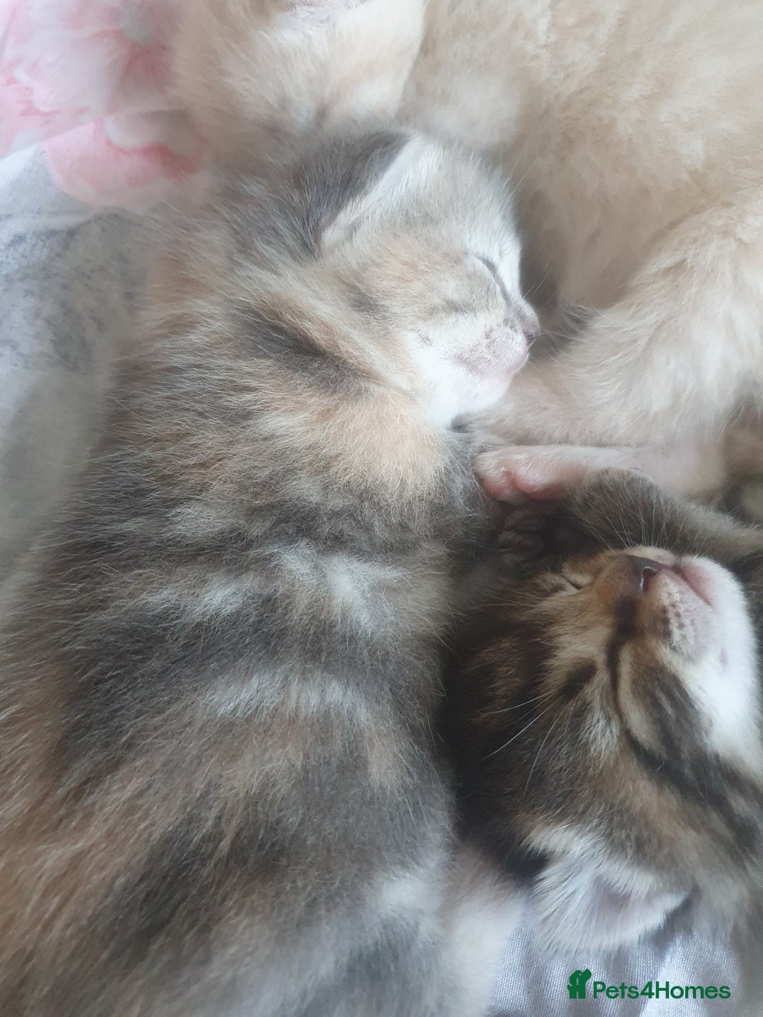 Mixed Breed cats for sale: Miss sijanda  - Image 6