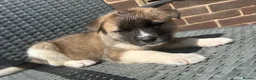 Akita dogs for sale: Akita Male puppy  - Advert 4