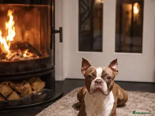 Boston Terrier dogs Beautiful boston for stud in Manchester - Advert 2