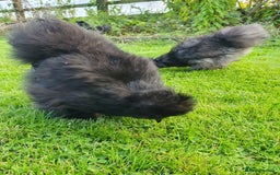 Chickens poultry for sale: Blue Bearded Silkie Hatching eggs with *Guarantee* - Image 8