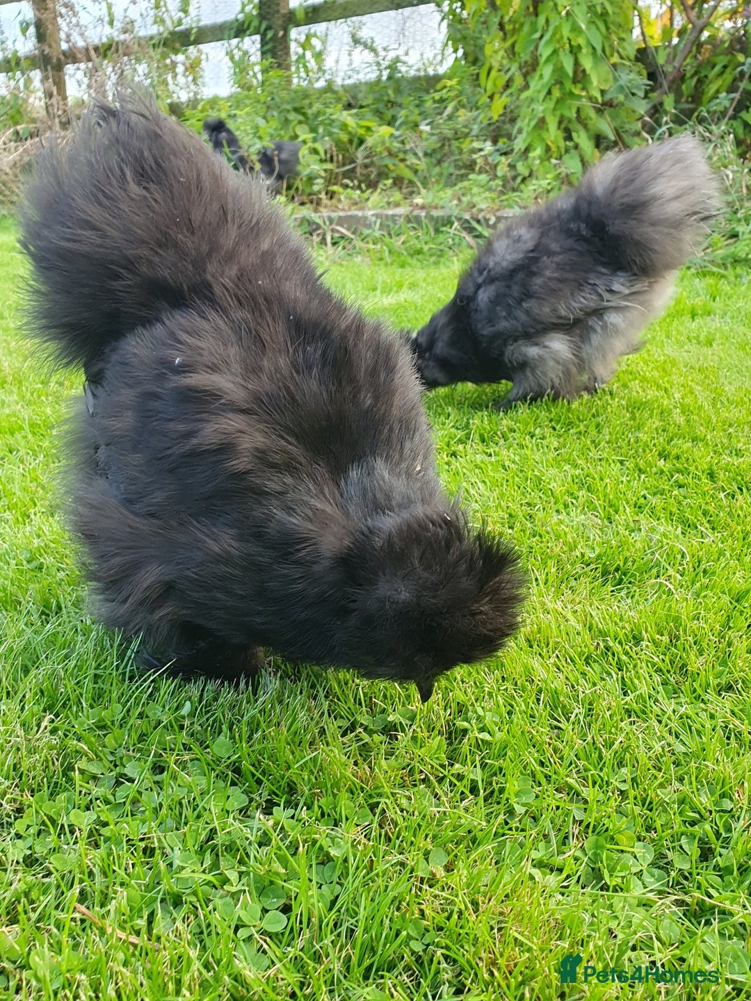 Chickens poultry for sale: Blue Bearded Silkie Hatching eggs with *Guarantee* - Image 8