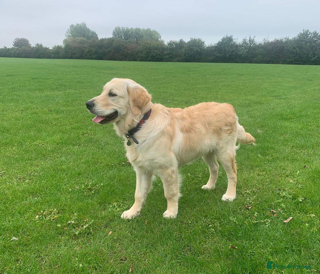 Golden Retriever dogs for stud: Stud for pick of the litter  - Image 4