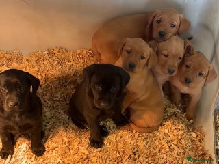 Labrador Retriever dogs for sale - Advert 1