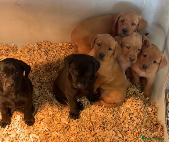 Labrador Retriever dogs - Advert 1