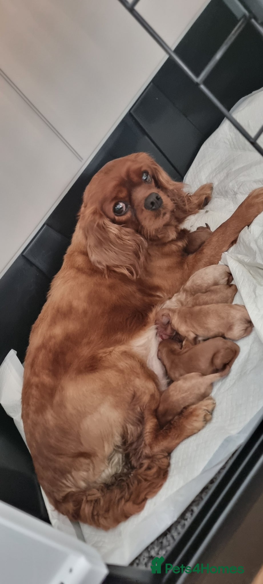 Cavapoo dogs TOY f1 cavapoos READY NOW MASSIVLY REDUCED  - Advert 18