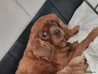 Cavapoo dogs TOY f1 cavapoos READY NOW MASSIVLY REDUCED - Advert 16