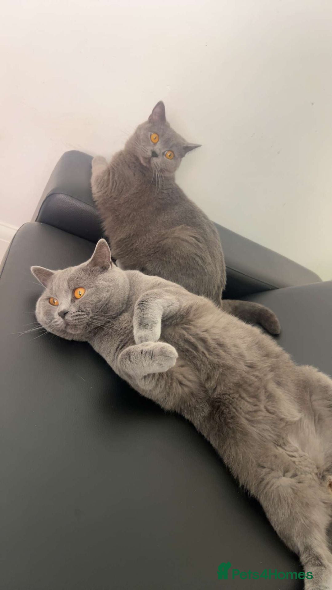 British Shorthair cats Teddy & Bear - Looking for Forever Home 🐾 - Advert 1