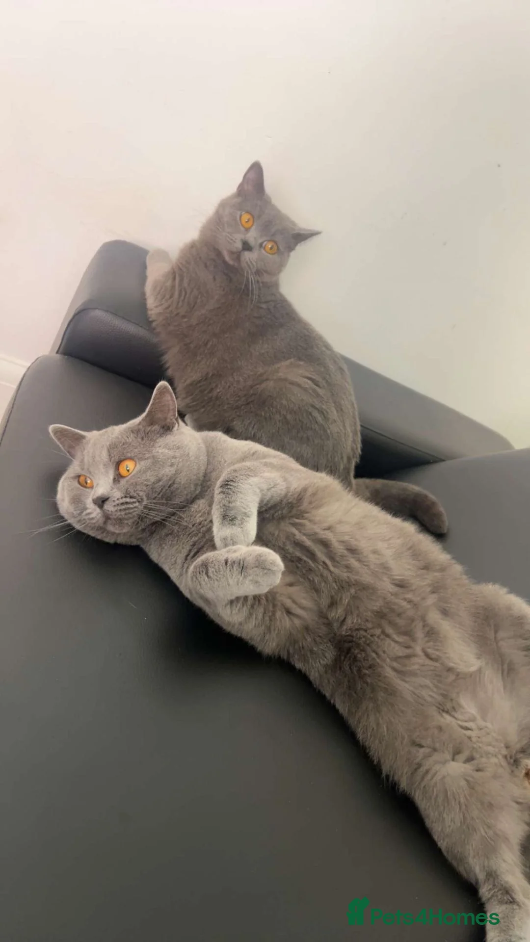 British Shorthair cats for sale: Teddy & Bear - Looking for Forever Home 🐾 in Leeds - Advert 1
