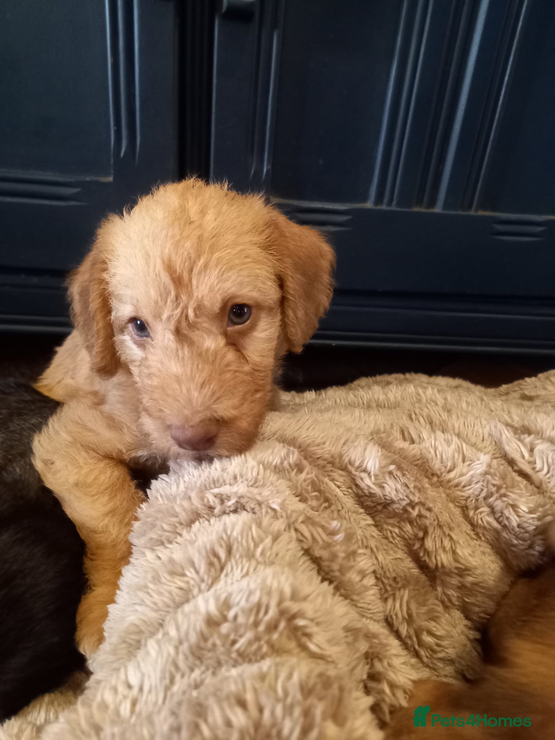 Bedlington Terrier dogs for sale: 7/8 Bedlington 1/8 whippet puppies  - Advert 26