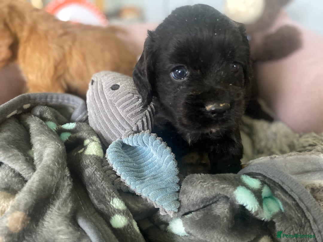 Cocker Spaniel dogs for sale: cocker spaniel puppies - Image 3