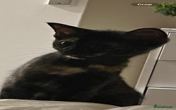 Domestic Shorthair cats for sale: Female cat - Image 3