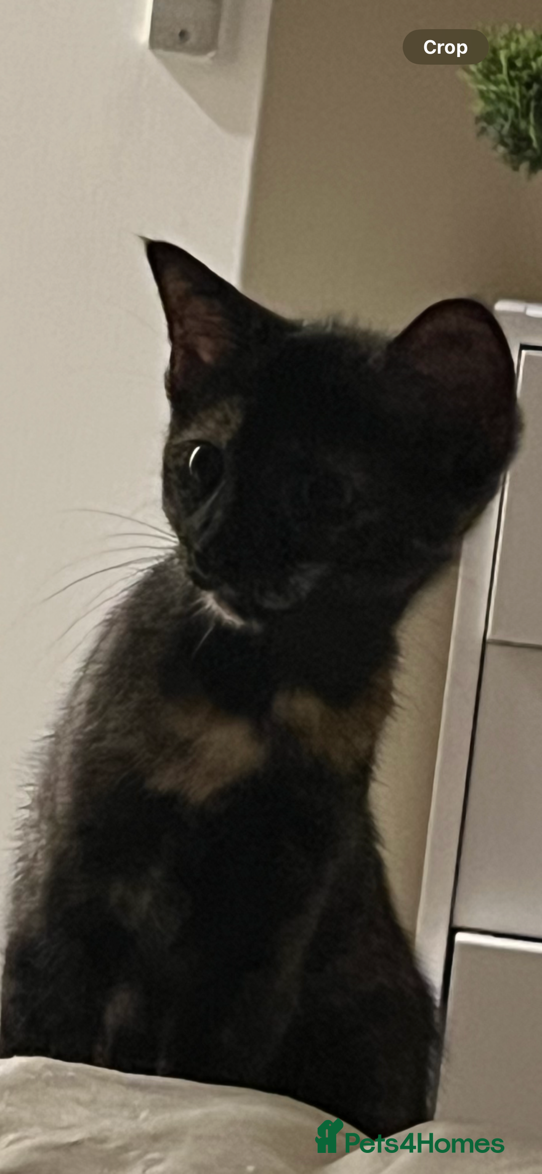 Domestic Shorthair cats for sale: Female cat - Image 3