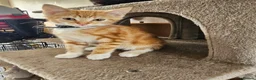 Mixed Breed cats for sale: 4 adorable female kittens for sale  - Advert 35