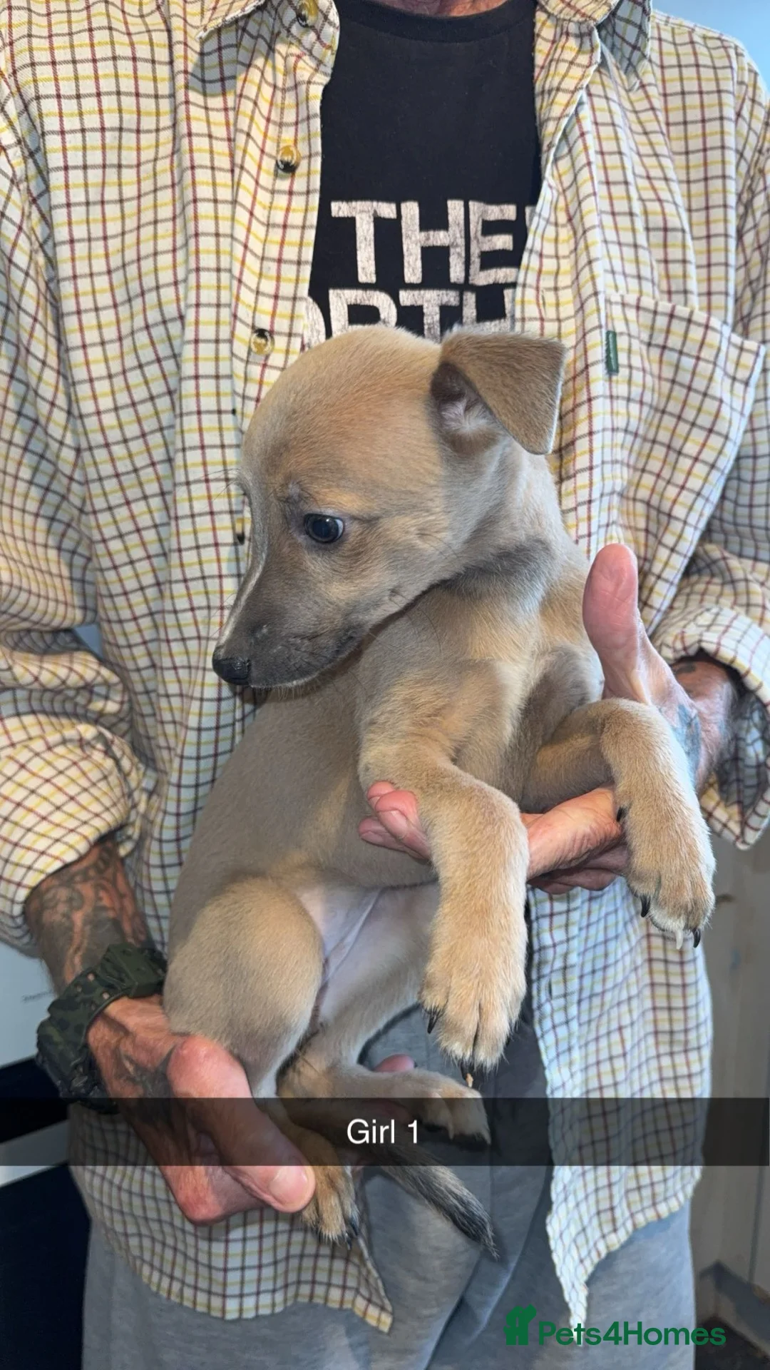 Whippet dogs for sale: Whippet puppies  - Advert 2