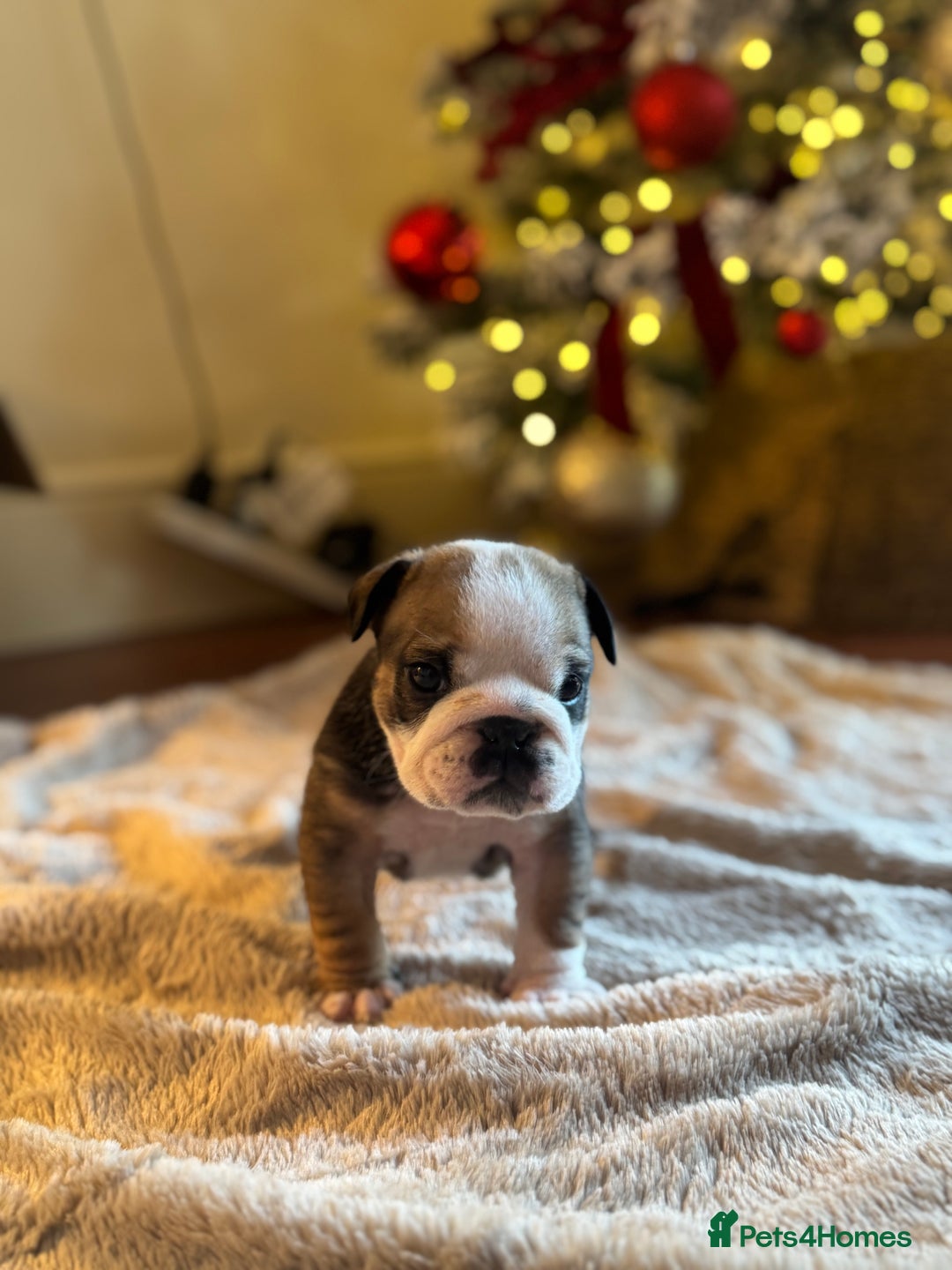 English Bulldog dogs for sale: Red and White English Bulldogs  - Advert 5