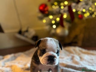 English Bulldog dogs English Bulldog Puppies🩵🩷 - Advert 17