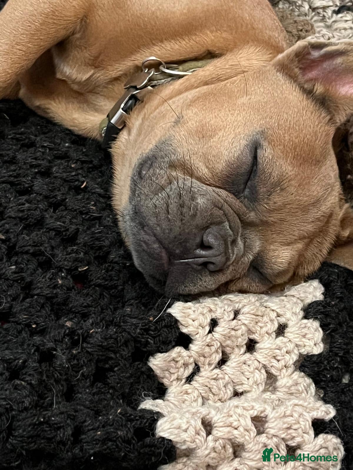 French Bulldog dogs Female French Bulldog - Advert 9