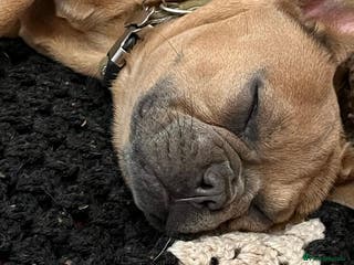 French Bulldog dogs Female French Bulldog - Advert 20