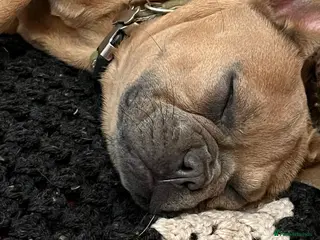 French Bulldog dogs Female French Bulldog - Advert 10