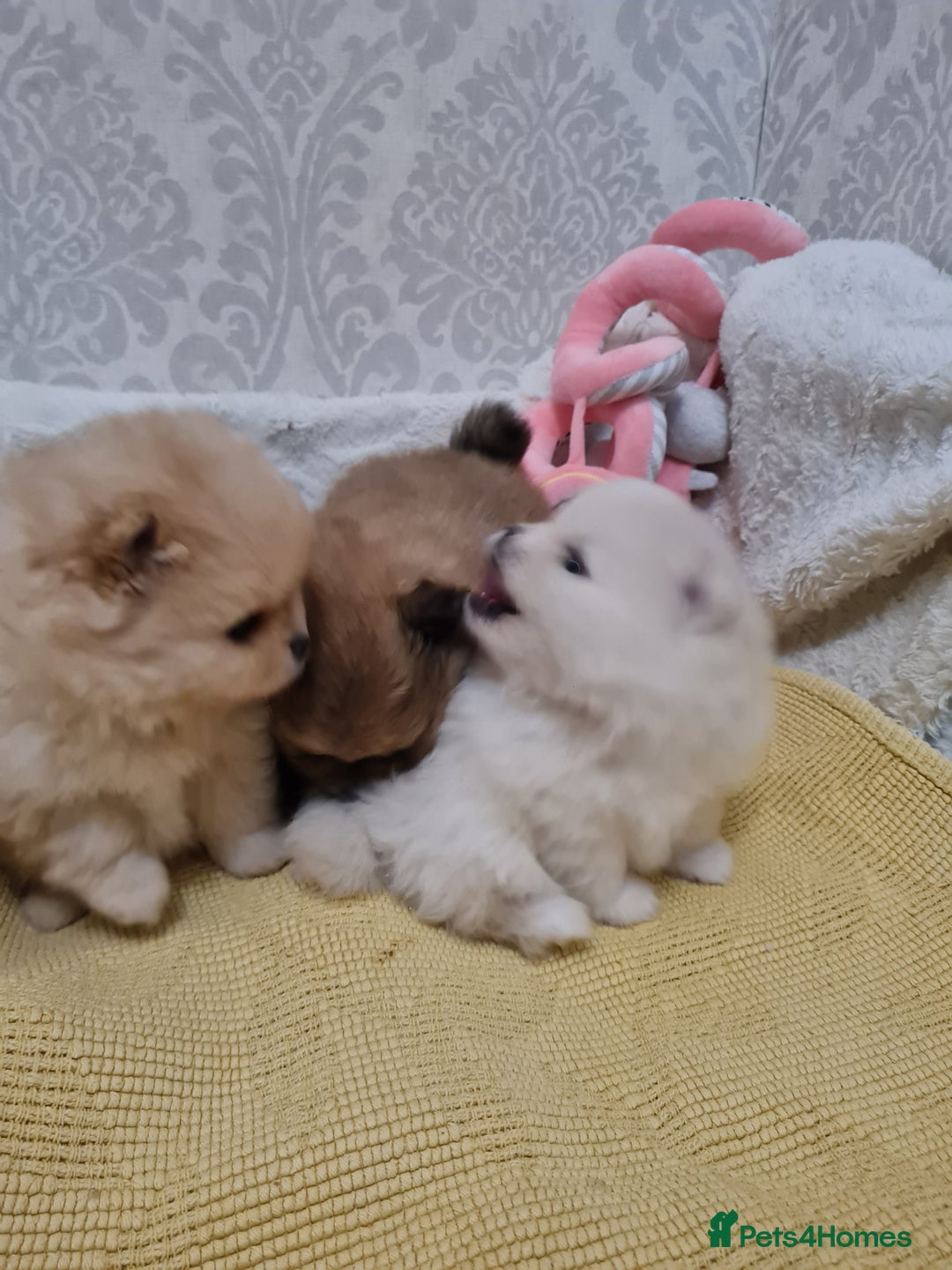 Pomeranian dogs for sale: Pomeranian Puppies  - Advert 5