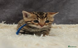 Bengal cats for sale: 🔥Stunning Bengals ready for reservation🔥 - Image 5