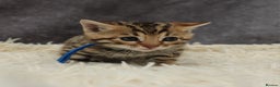 Bengal cats for sale: 🔥Stunning Bengals for reservation only 2 left🔥 - Advert 12