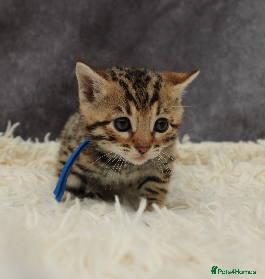 Bengal cats for sale: 🔥Stunning Bengals ready for reservation🔥 - Image 5