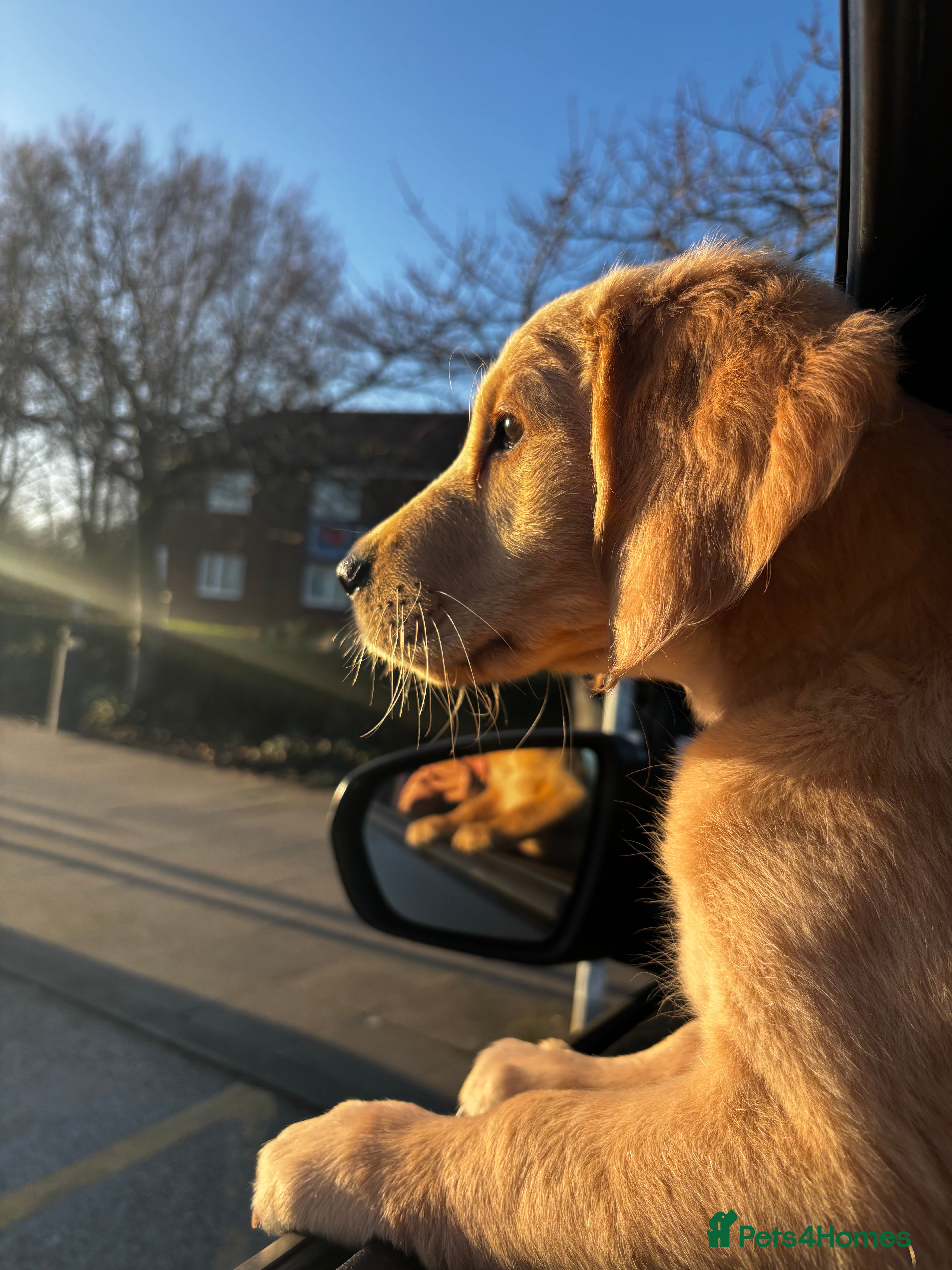 Golden Retriever dogs ONE RED RETRIVER PUP AVAILABLE 🐾🐕 - Advert 6